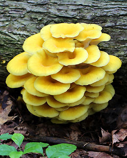 Yellow Oyster Mushrooms