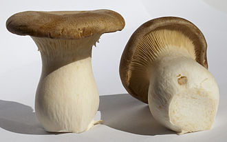 King Oyster Mushrooms