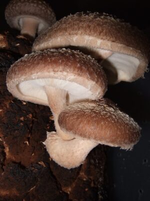 Fresh Shiitake Mushrooms