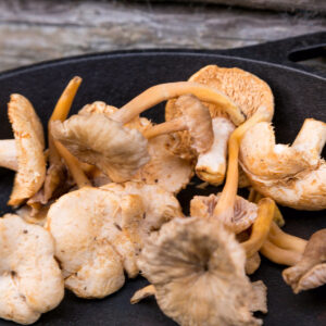 Fresh Chanterelle (Cantherellus tubaeformis)