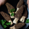 Fresh Morel Mushrooms