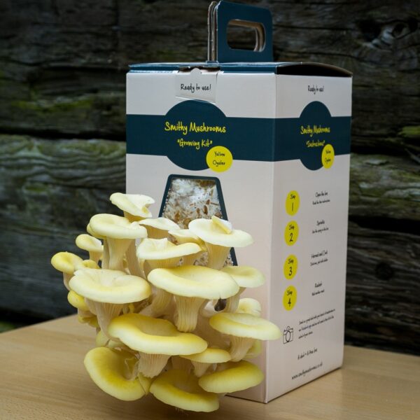 Yellow Oyster Mushrooms