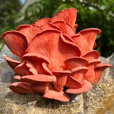 Pink Oyster Mushrooms