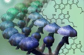 Blue Meanie Magic Mushrooms