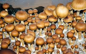 Brazilian Magic Mushrooms