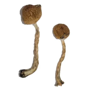 Malabar Magic Mushrooms