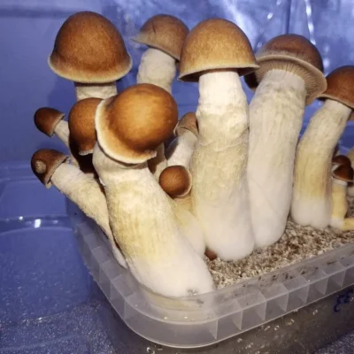 Penis Envy Magic Mushrooms