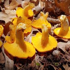 Texas Yellow Cap Magic Mushrooms